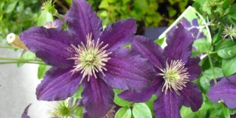 Clematis etoile violet: recenzije, grupa za obrezivanje, njega